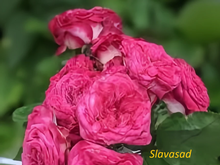 Sheffield Park (Шефілд парк) (Мультифлора)